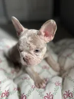 Bentley, a female French Bulldog for sale in West Palm Beach, FL – Photo 3 of 9