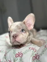Bentley, a female French Bulldog for sale in West Palm Beach, FL – Photo 5 of 9