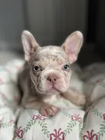 Bentley, a female French Bulldog for sale in West Palm Beach, FL – Photo 6 of 9