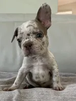 Finely , a male French Bulldog for sale in West Palm Beach, FL – 3 of 4