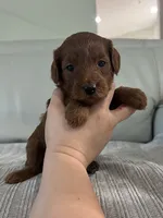 Cindy, a female Miniature Goldendoodle for sale in West Palm Beach, FL – 6 of 10