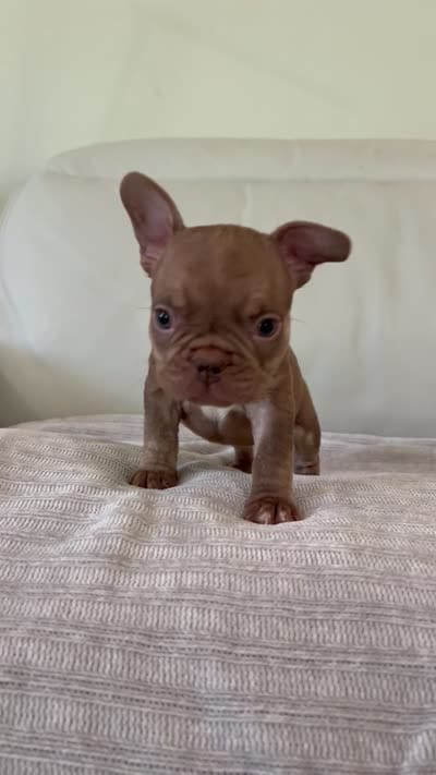 Fanny , a female French Bulldog for sale in West Palm Beach, FL – 5 of 5