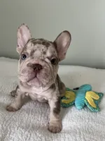 Archie, a male French Bulldog for sale in West Palm Beach, FL – 5 of 10