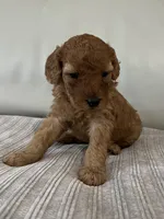 Avery, a female Miniature Goldendoodle for sale in West Palm Beach, FL – 6 of 8