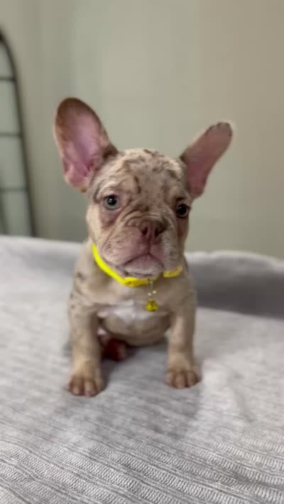 Emma, a female French Bulldog for sale in West Palm Beach, FL – 8 of 8
