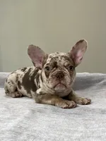Milano, a female French Bulldog for sale in West Palm Beach, FL – 8 of 9