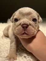 Buster, a male English Bulldog for sale in West Palm Beach, FL – 3 of 7