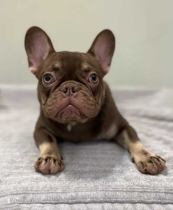 Hank – French Bulldog puppy for sale in West Palm Beach, FL