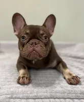 Hank, a male French Bulldog for sale in West Palm Beach, FL – 3 of 10