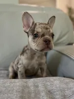 Shelly, a female French Bulldog for sale in West Palm Beach, FL – 2 of 8