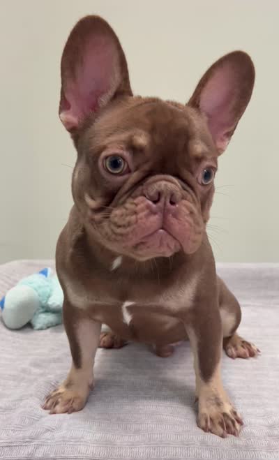 Hank, a male French Bulldog for sale in West Palm Beach, FL – 10 of 10