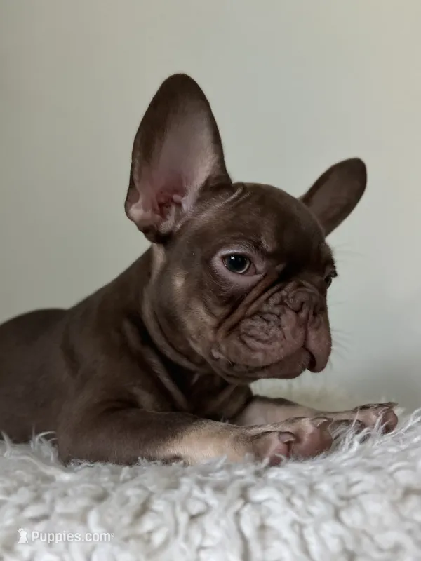 Hank – French Bulldog puppy for sale in West Palm Beach, FL