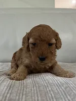 Avery, a female Miniature Goldendoodle for sale in West Palm Beach, FL – 2 of 8