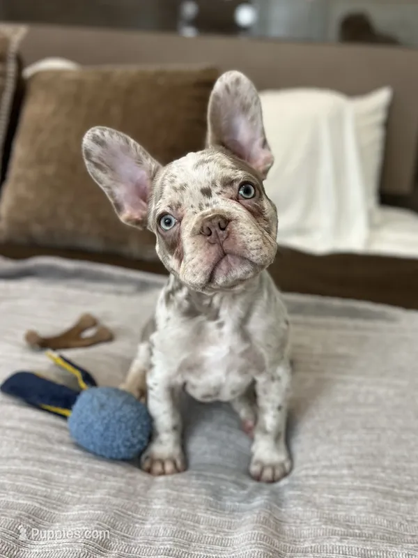 Finley – French Bulldog puppy for sale in West Palm Beach, FL