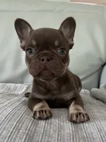 Godiva, a female French Bulldog for sale in West Palm Beach, FL – 7 of 8