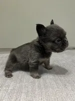 Nova Fluffy, a female French Bulldog for sale in West Palm Beach, FL – 8 of 9