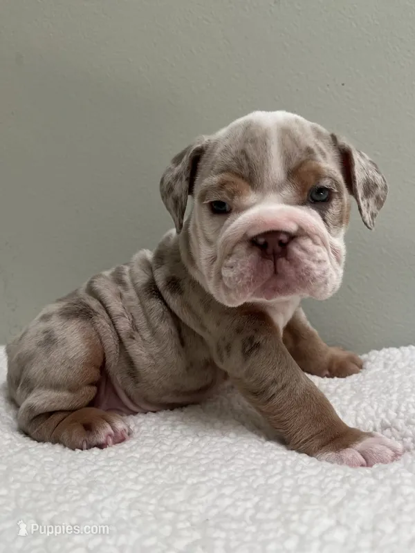 Winnie – English Bulldog puppy for sale in West Palm Beach, FL