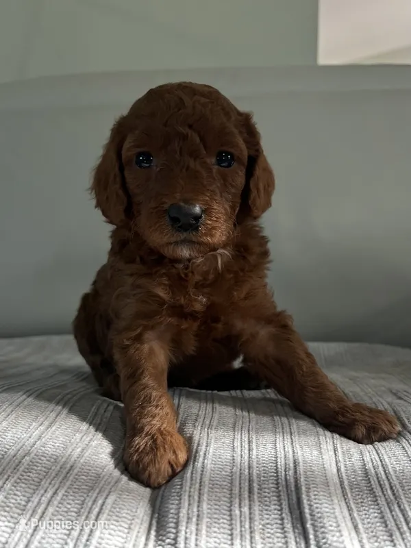 Willow – Miniature Goldendoodle puppy on hold in West Palm Beach, FL