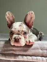 Finley, a male French Bulldog for sale in West Palm Beach, FL – 6 of 8