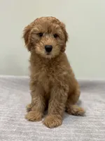 Whiskey, a male Miniature Goldendoodle for sale in West Palm Beach, FL – 2 of 8