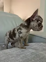 Milano, a female French Bulldog for sale in West Palm Beach, FL – 7 of 9