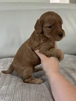 Whiskey, a male Miniature Goldendoodle for sale in West Palm Beach, FL – 4 of 5