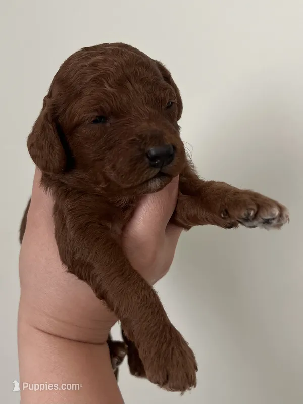 Willow – Miniature Goldendoodle puppy for sale in West Palm Beach, FL