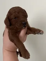 Willow, a female Miniature Goldendoodle for sale in West Palm Beach, FL – 1 of 5