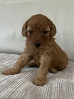 Avery, a female Miniature Goldendoodle for sale in West Palm Beach, FL – 5 of 8