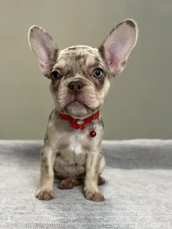 Shelly – French Bulldog puppy for sale in West Palm Beach, FL