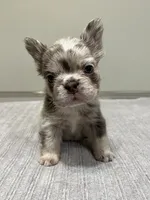 Frankie Fluffy, a male French Bulldog for sale in West Palm Beach, FL – 4 of 9