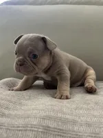 Ellie, a female French Bulldog for sale in West Palm Beach, FL – Photo 9 of 10