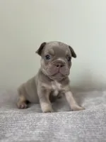 Ellie, a female French Bulldog for sale in West Palm Beach, FL – Photo 3 of 10