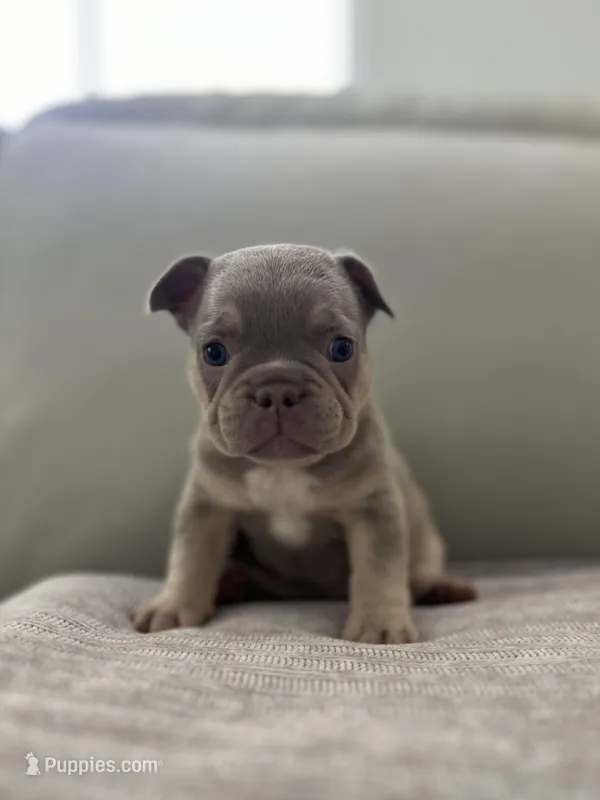 Ellie – French Bulldog puppy for sale in West Palm Beach, FL