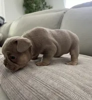 Ellie, a female French Bulldog for sale in West Palm Beach, FL – Photo 10 of 10