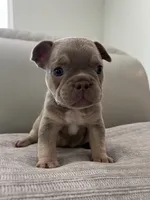 Ellie, a female French Bulldog for sale in West Palm Beach, FL – Photo 6 of 10