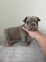 Ellie, a female French Bulldog for sale in West Palm Beach, FL – Photo 5 of 10