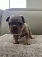 Ellie, a female French Bulldog for sale in West Palm Beach, FL – Photo 7 of 10