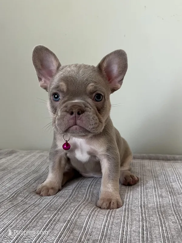 Ellie – French Bulldog puppy for sale in West Palm Beach, FL