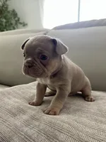 Ellie, a female French Bulldog for sale in West Palm Beach, FL – Photo 8 of 10