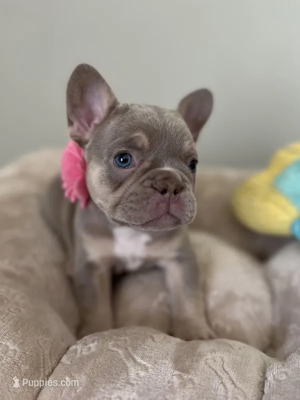 Ellie – French Bulldog puppy for sale in West Palm Beach, FL
