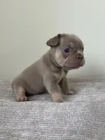 Ellie, a female French Bulldog for sale in West Palm Beach, FL – Photo 4 of 10