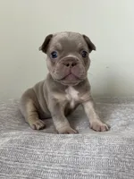 Ellie, a female French Bulldog for sale in West Palm Beach, FL – Photo 2 of 10