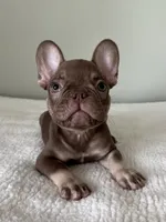 Hank, a male French Bulldog for sale in West Palm Beach, FL – 6 of 9