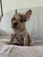 Milano, a female French Bulldog for sale in West Palm Beach, FL – 6 of 9