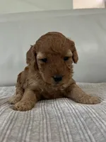 Avery, a female Miniature Goldendoodle for sale in West Palm Beach, FL – 7 of 8