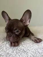 Hank, a male French Bulldog for sale in West Palm Beach, FL – 8 of 10