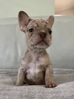 Emma, a female French Bulldog for sale in West Palm Beach, FL – 3 of 5