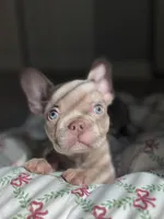 Celine, a female French Bulldog for sale in West Palm Beach, FL – Photo 2 of 10