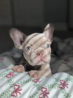 Celine, a female French Bulldog for sale in West Palm Beach, FL – Photo 3 of 10